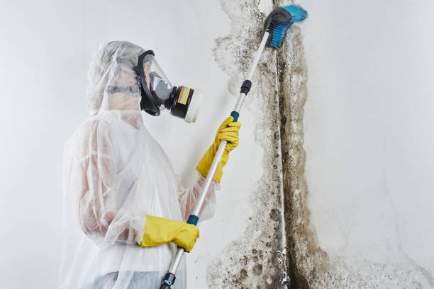 Best Insurance-Related Mold Remediation in Port Hadlock Irondale, WA