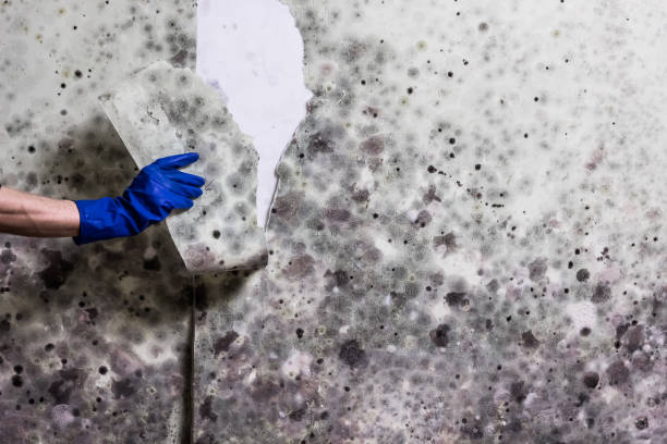 Best Post-Flood Mold Remediation in Port Hadlock Irondale, WA