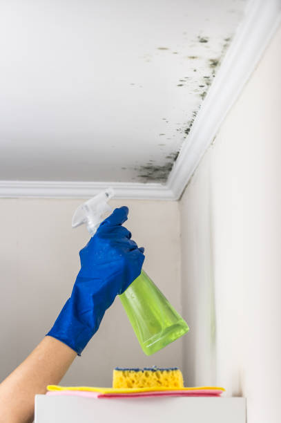 Best DIY Mold Remediation Support Services in Port Hadlock Irondale, WA